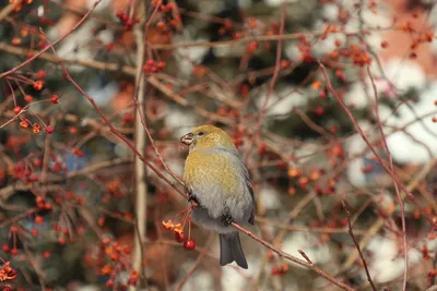 Зимующие птицы урала - 73 фото