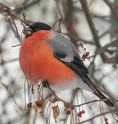 Зимние птицы сибири (60 фото) »