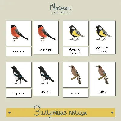 Картинки с названиями зимующих птиц (36 фото) ⋆ GifFun.ru