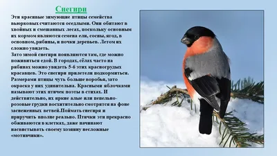 городские птицы | Wild Nature Photo