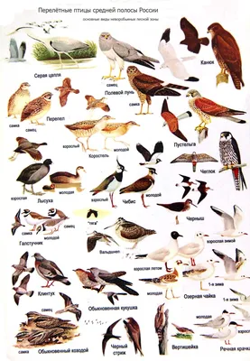 Зимние птицы сибири (60 фото) »