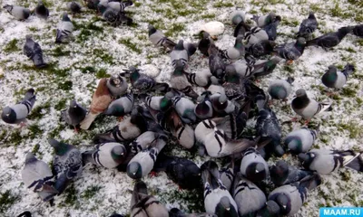 Зимние птицы сибири - 78 фото