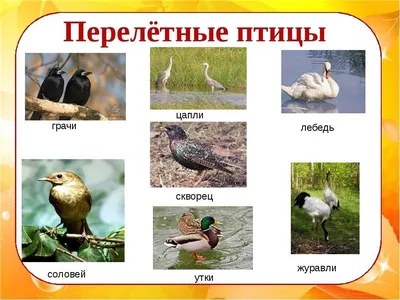Семечки и сало: чем подкармливать птиц зимой - Зима - info.sibnet.ru