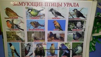 https://krasivosti.pro/8798-lesnye-pticy-sibiri.html