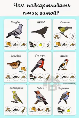 Картинки птицы летом с названиями (70 фото) » Картинки и статусы про  окружающий мир вокруг