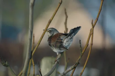Певчие птицы вокруг нас - YouTube