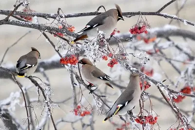 Лесные птицы Урала (Много фото!) - treepics.ru