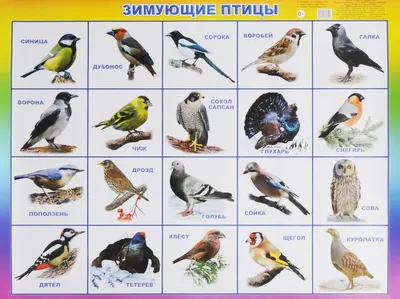 Педагогический проект на тему: \"Зимующие птицы Южного Урала\"