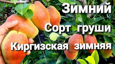 Сорта груши профессора Л.А. Котова | Плодовый сад