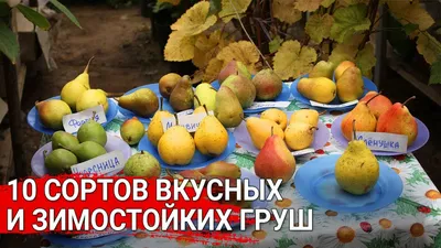 Самые вкусные сорта груши, по отзывам садоводов | В саду (Огород.ru)