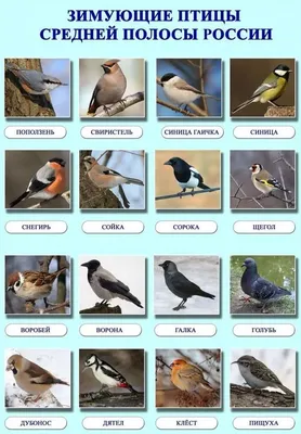 Зимние виды птиц фото фото