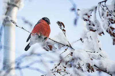 Зимующие птицы — Циклопедия