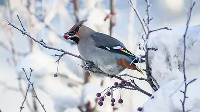 Более 70 видов птиц и 30 видов рыб зимуют в «Ягорлыке» | Новости  Приднестровья