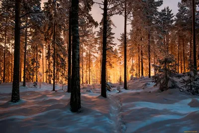 Зимний хвойный лес фото фото