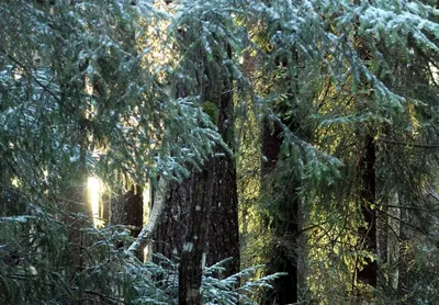 Обои на рабочий стол Зимний хвойный лес с покрытыми снегом еловыми ветвями,  обои для рабочего стола, скачать обои, обои бесплатно