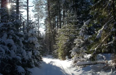 Зимний хвойный лес в Псковской …» — создано в Шедевруме