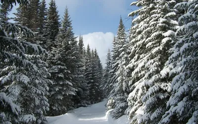 Зимний хвойный лес, реалистично, …» — создано в Шедевруме