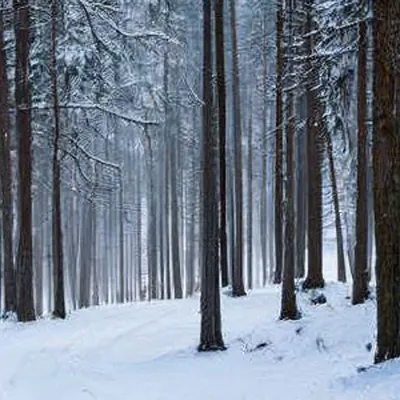 Хвойный лес зимой - 72 фото
