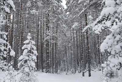 Зимний лес: красота и покой» — создано в Шедевруме