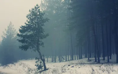зимний пейзаж в лесу с множеством деревьев, лес зимний лес, Hd фотография  фото, зима фон картинки и Фото для бесплатной загрузки
