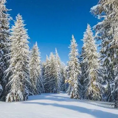 Картинка Зимний хвойный лес » Лес картинки скачать бесплатно (224 фото) -  Картинки 24 » Картинки 24 - скачать картинки бесплатно