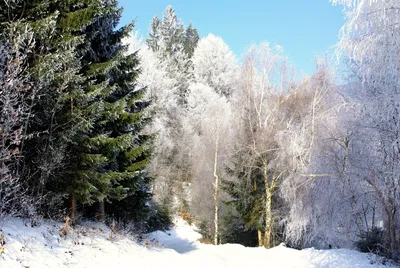 Зимний густой хвойный лес, снег» — создано в Шедевруме