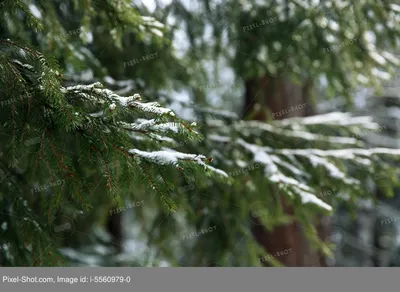 Хвойный лес на горном курорте в зимний день, крупным планом :: Стоковая  фотография :: Pixel-Shot Studio
