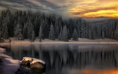 зимний хвойный лес зимой в солнечный день. карпаты. украина Стоковое  Изображение - изображение насчитывающей крышка, затишье: 215976157