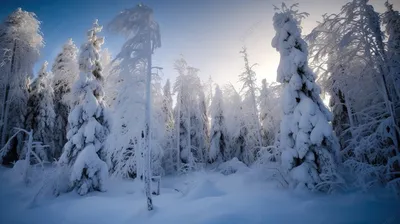 Зимний хвойный лес высокое качество …» — создано в Шедевруме