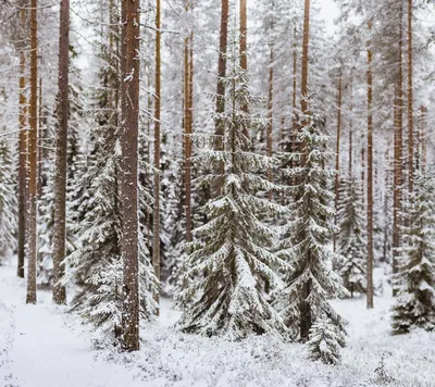 зимний хвойный лес, деревья покрыты снегом foto de Stock | Adobe Stock