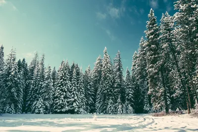 Хвойный лес в холодный зимний день зимний пейзаж | Премиум Фото