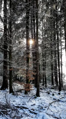Зимний хвойный лес,сугробы,снег на…» — создано в Шедевруме