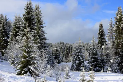 Красивый зимний хвойный лес, снегопад…» — создано в Шедевруме