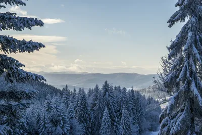 Зима елка (58 фото) - 58 фото