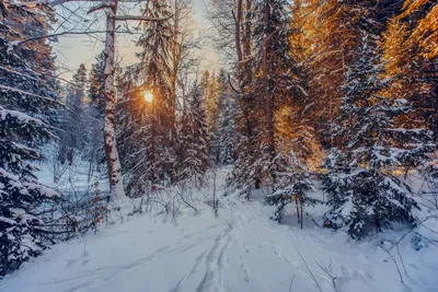 Хвойный лес в холодный зимний день зимний пейзаж | Премиум Фото