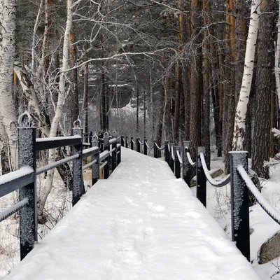 Красивый зимний лес - 73 фото