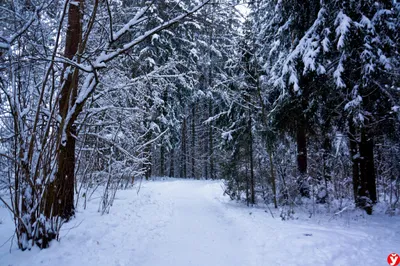 Бесплатные Зимний лес стоковые фотографии | FreeImages