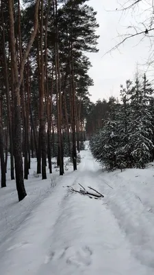 Мрачный ночной зимний лес - 72 фото