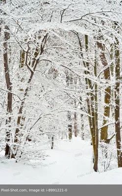 Зимний лес» картина Леднева Александра маслом на холсте — купить на  ArtNow.ru