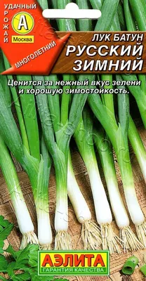 ✓ Семена Лук батун Русский зимний, 0,5г, Удачные семена по цене 14,40 руб.  ◈ Большой выбор ◈ Купить по всей России ✓ Интернет-магазин Гавриш ☎  8-495-902-77-18