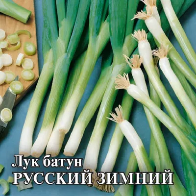 Озимый лук – самые популярные сорта | На грядке (Огород.ru)