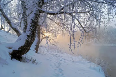 Красивый Зимний Рассвет В Горы Лес — стоковые фотографии и другие картинки  Без людей - Без людей, Белый, Величественный - iStock