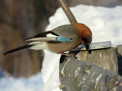 Зимующие птицы башкирии фото фото