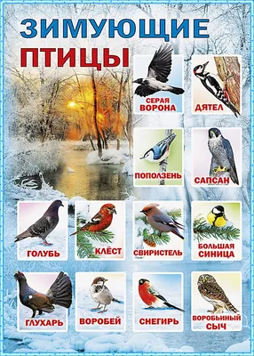 Зимующие птицы Башкортостана - 50 фото