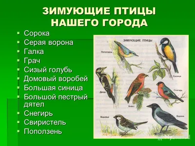 Перелетные птицы башкирии - 68 фото