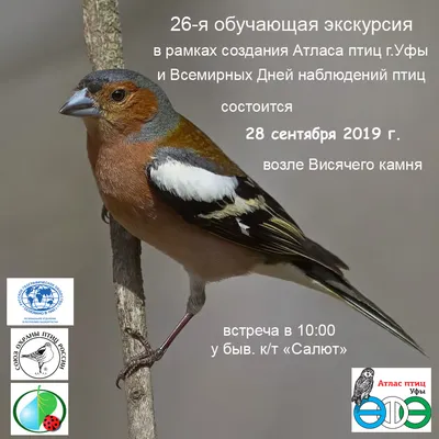 PDF) Программа мониторинга гнездящихся птиц в Европейской части России:  итоги первого десятилетия