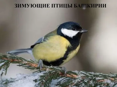 Открытая лекция о зимующих птицах Башкирии - Атлас птиц Уфы