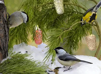 Зимующие птицы костромской области - 72 фото
