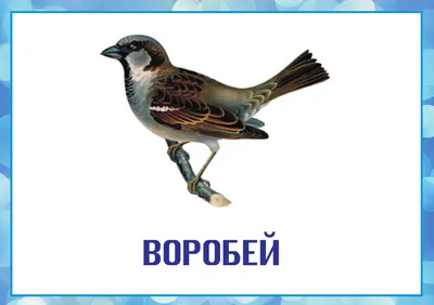 В Башкирии подсчитали зимующих птиц