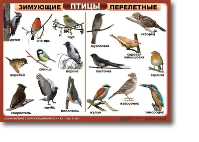 Специалисты Мосприроды составили календарь отлета перелетных птиц на  зимовку / Новости города / Сайт Москвы